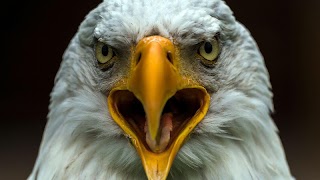 American Eagle Wallpapers скриншот 2