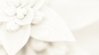 White Background تصوير الشاشة 1