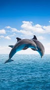 Fondos de pantalla de delfines captura de pantalla 5
