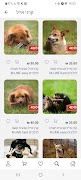4Dogs Original screenshot 2