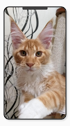 Pets Wallpaper-7 screenshot 7