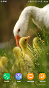 Chicks Wallpapers capture d'écran 3