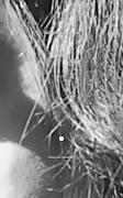 Valentina Scarpa screenshot 6