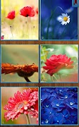 Flower Jigsaw Puzzles 截图 6