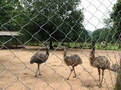 Kandhamal ภาพหน้าจอ 6