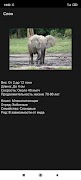 Animals 截图 4