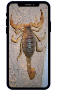 Scorpion Wallpapers screenshot 1