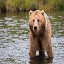Bear sounds APK