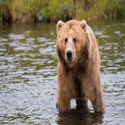 Bear sounds 圖標