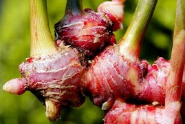 लाल अदरक पौधों कैसे स्क्रीनशॉट 7