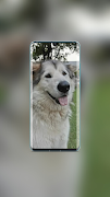 Husky Wallpaper screenshot 2
