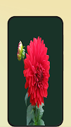 Rose Images screenshot 6