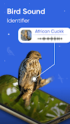 Bird Song Identifier 스크린샷 1