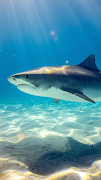 Shark Wallpaper تصوير الشاشة 1