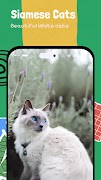 Cute Cat Wallpapers - 4K screenshot 7