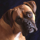 Boxer Wallpapers icono