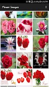 Flower Images screenshot 2