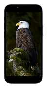 Bird Wallpaper Screenshot 1