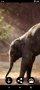 Elephant Wallpapers screenshot 2