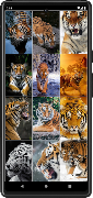 Tiger Wallpapers | Cool tigers screenshot 4