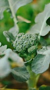 Broccoli Wallpaper 截图 2