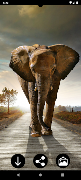Elephant Wallpapers পোস্টার