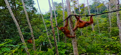 Virtual Reality Animals! Screenshot 7