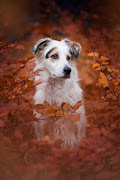 برنامه‌نما Dog Wallpapers عکس از صفحه
