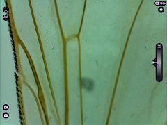 ioLight Microscope captura de pantalla 6