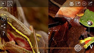 Frog Find Screenshot 1