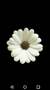 bloem zaklamp-poster