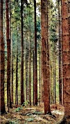 Forest Wallpapers Poster