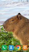 Capybara Wallpapers screenshot 4