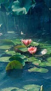 Lotus Wallpaper screenshot 7
