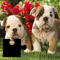 Doggy Puzzles