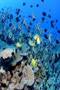Ecossistemas imagem de tela 1