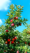 Apple Wallpaper screenshot 1