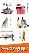 3 Schermata 猫スタンプ（実写スタンプ）
