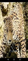 jaguar sounds poster