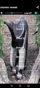 Anteater sounds screenshot 1