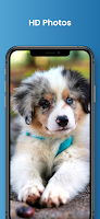 Dog Images - Puppy Wallpaper 스크린샷 3