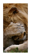 LION WALLPAPER poster