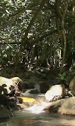 Forest brook Ekran Görüntüsü 1