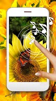 Sunflower Favorite plakat