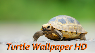Turtle Wallpaper HD Plakat