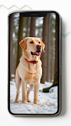برنامه‌نما Labrador Retriever Wallpapers عکس از صفحه