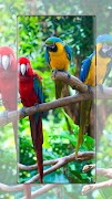 6 Schermata Carta da parati pappagallo