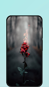 5 Schermata Rose Wallpapers