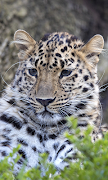 Leopard Live Wallpaper (Wallpapers & Backgrounds) 스크린샷 1
