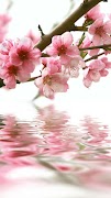 Spring wallpapers 海報